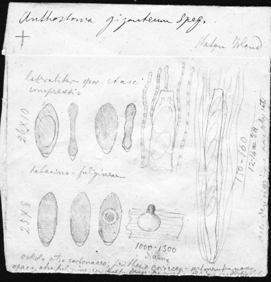 dibujo de Anthostoma yatay Speg.