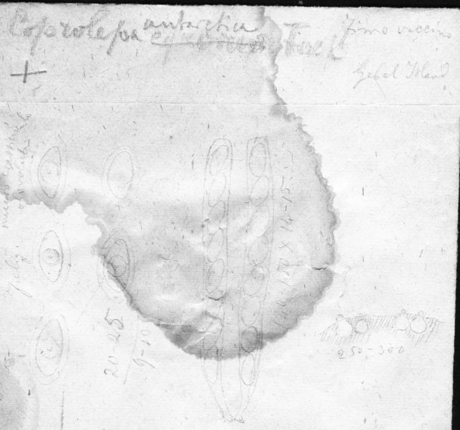 dibujo de Coprolepa antarctica Speg.