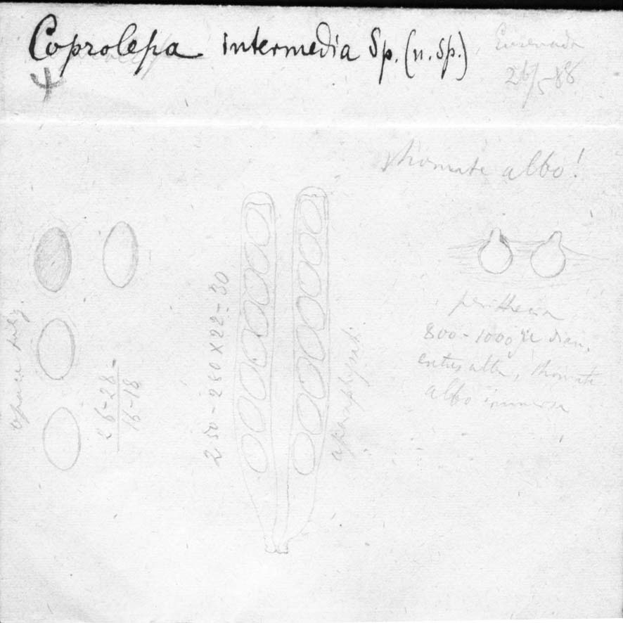 dibujo de Coprolepa intermedia Speg.