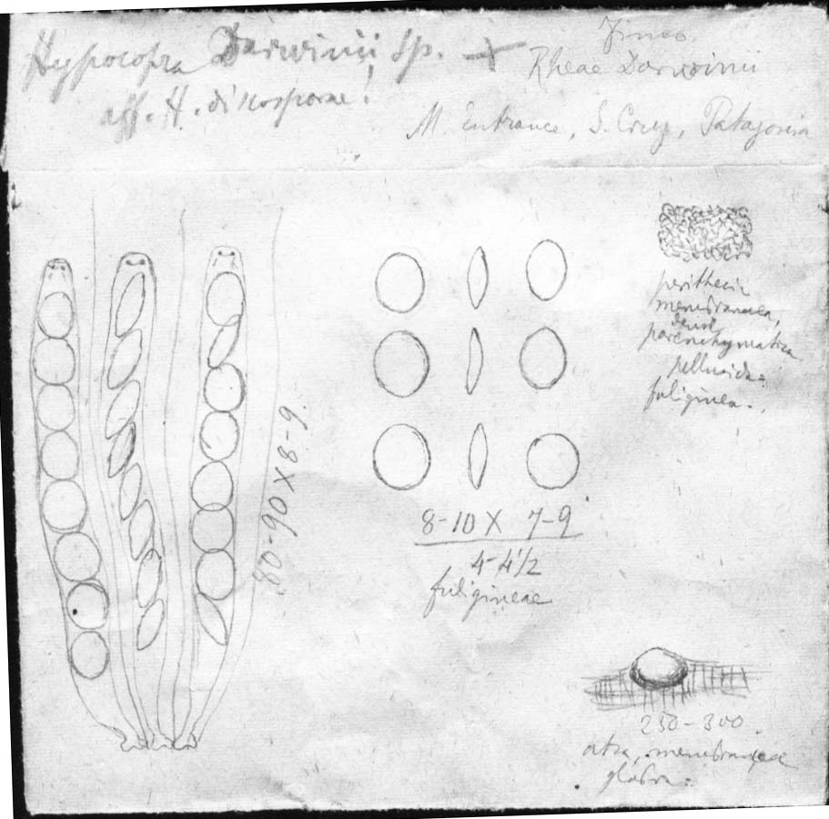 dibujo de Hypocopra darwinii Speg.