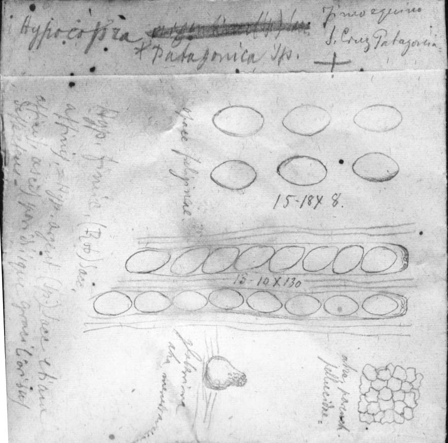 dibujo de Hypocopra patagonica Speg.