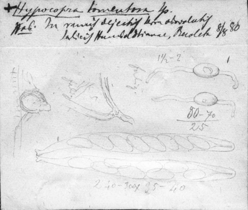dibujo de Hypocopra tomentosa Speg.