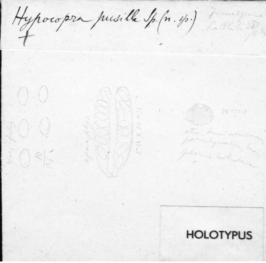 dibujo de Hypocopra pusilla Speg.