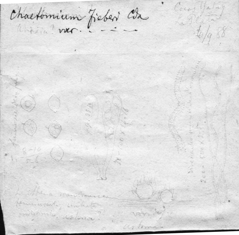 drawing of Chaetomium fieberi var. macropoda Speg.