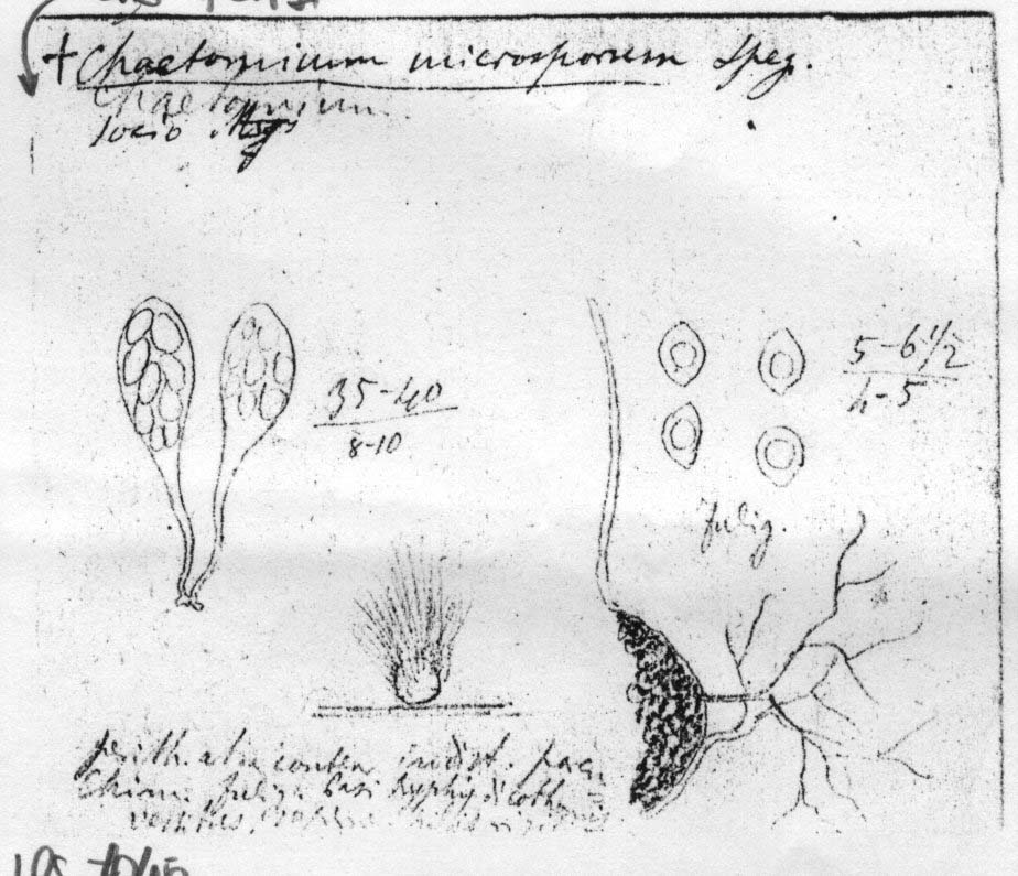 dibujo de Chaetomium microsporum Speg.