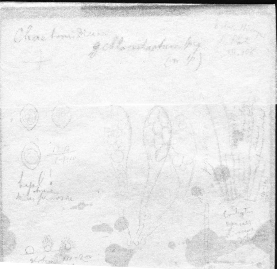 dibujo de Chaetomidium chlorochaetum Speg.