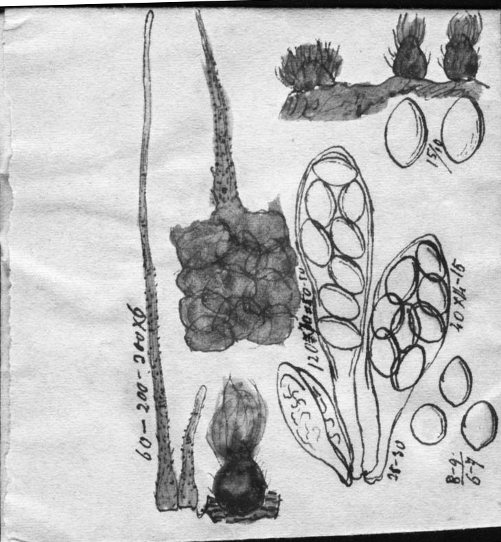 dibujo de Chaetomium stercoreum Speg.