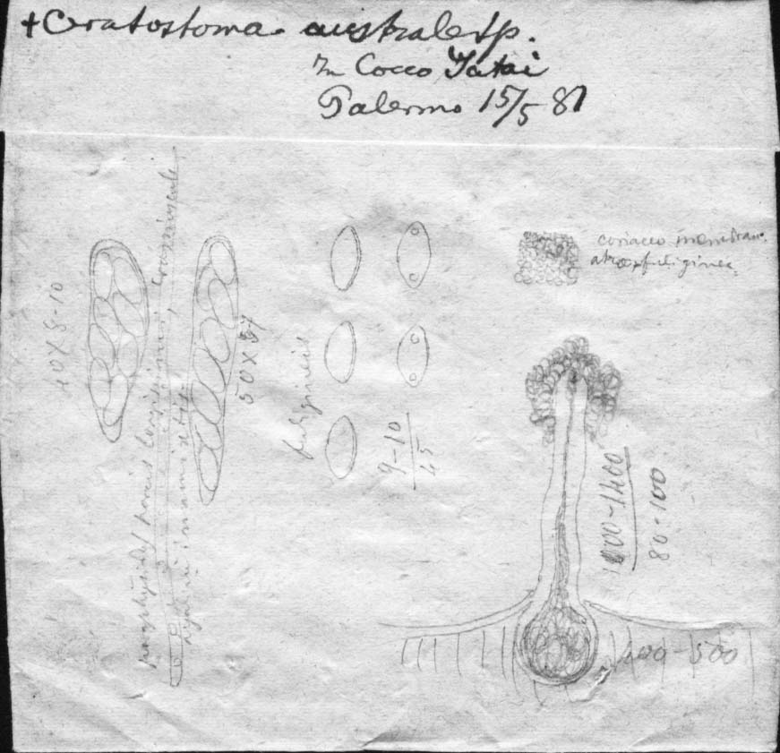dibujo de Ceratostoma australe Speg.