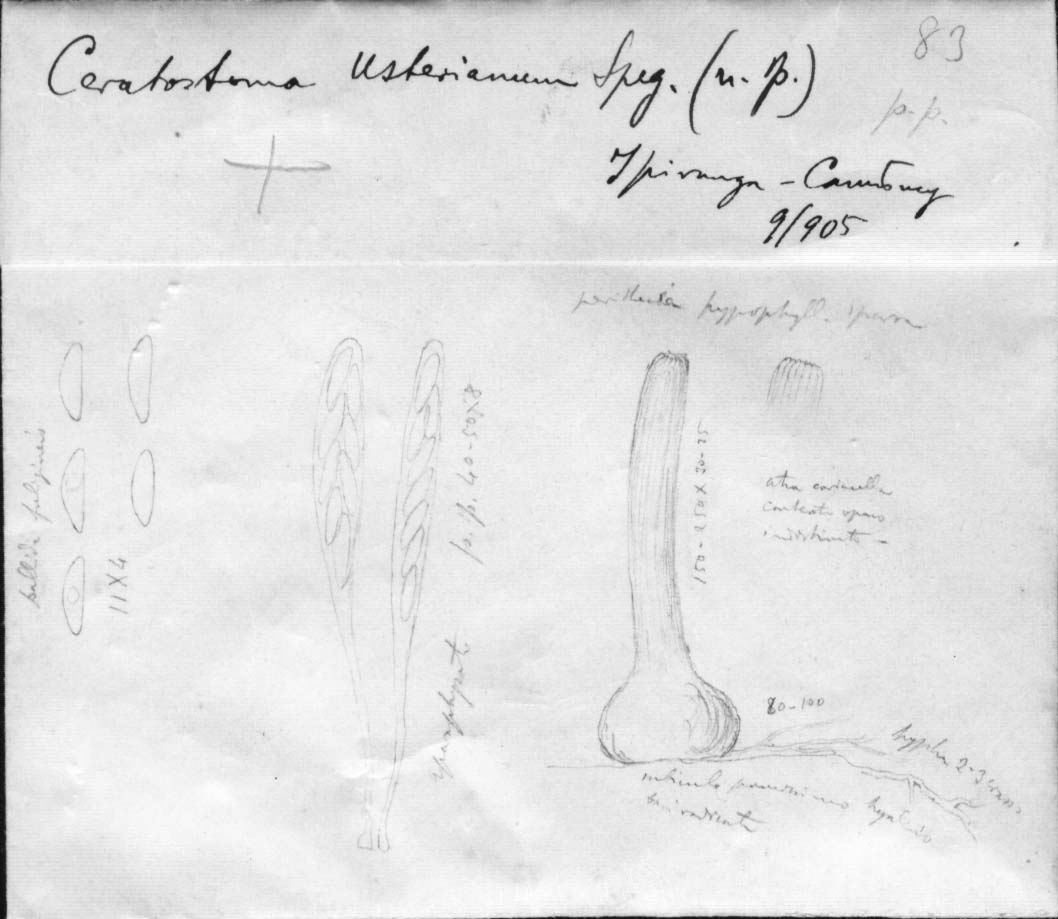 dibujo de Ceratostoma usterianum Speg.