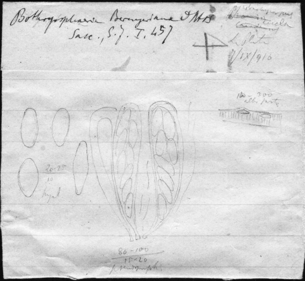 dibujo de Botryosphaeria berengeriana forma sparsa Speg.