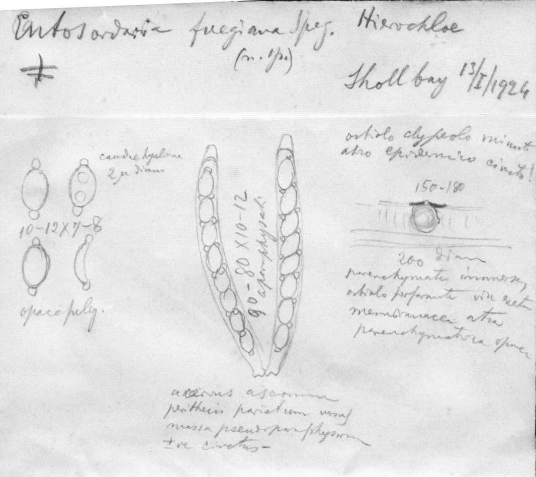 dibujo de Entosordaria fuegiana Speg.