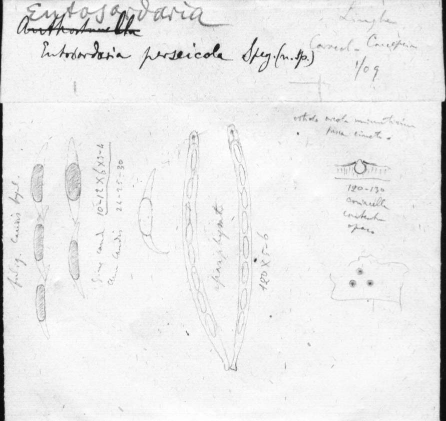 dibujo de Entosordaria perseicola Speg.