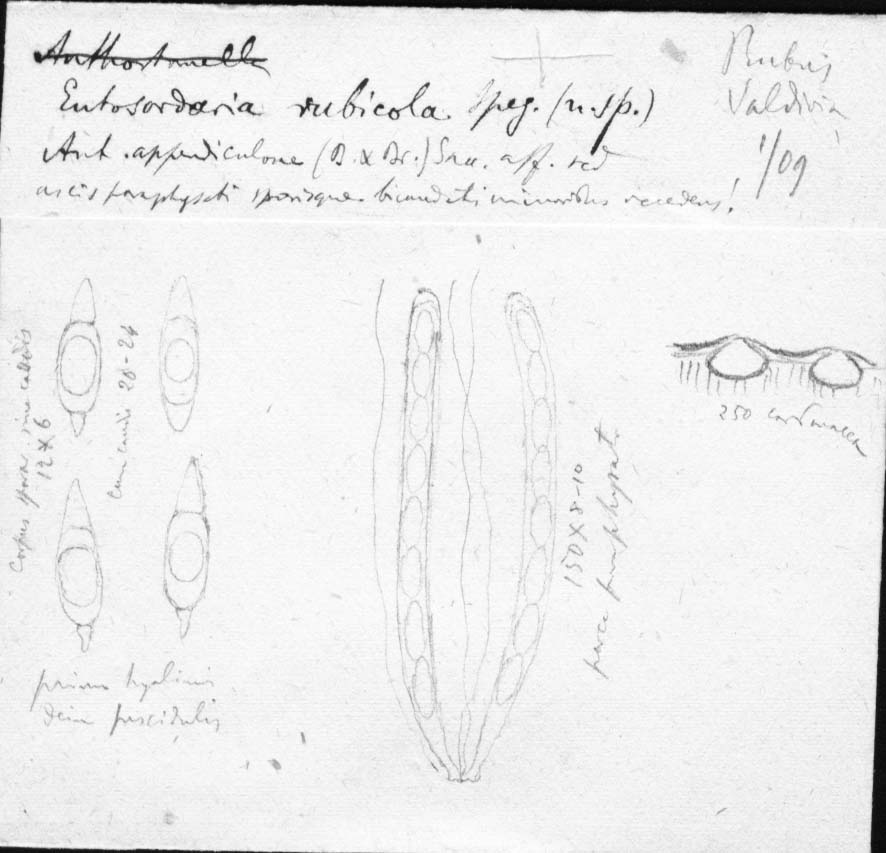 dibujo de Entosordaria rubicola Speg.