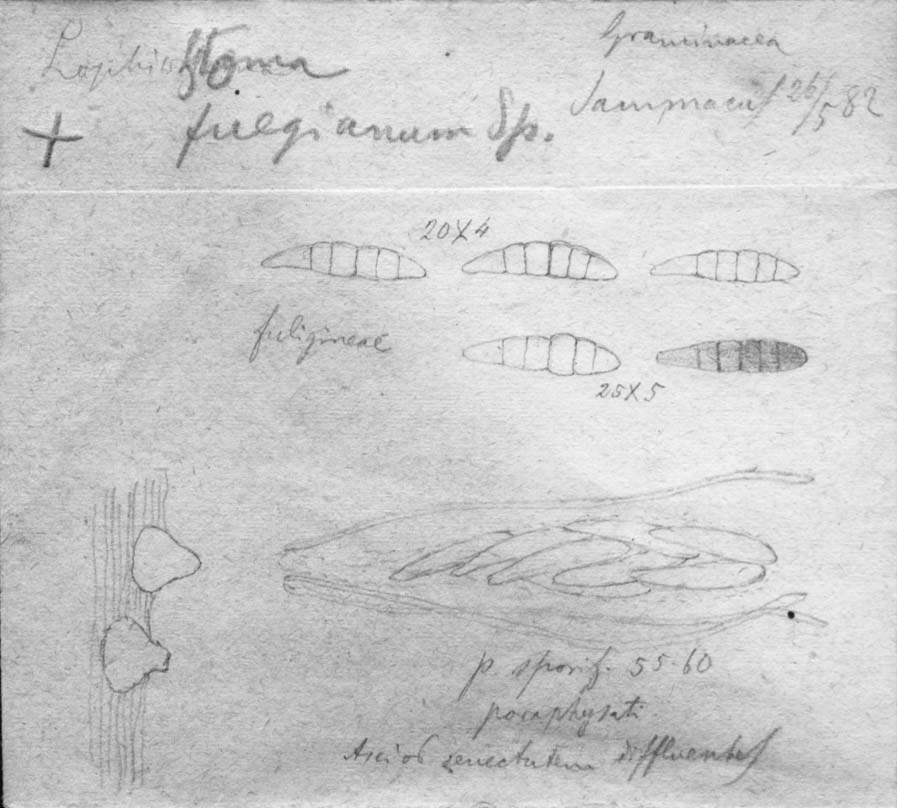 dibujo de Lophiostoma fuegianum Speg.