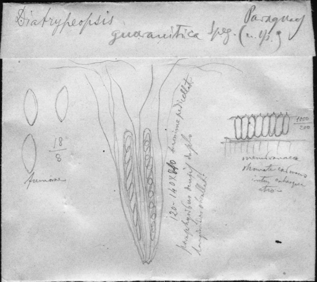 dibujo de Diatrypeopsis guaranitica Speg.