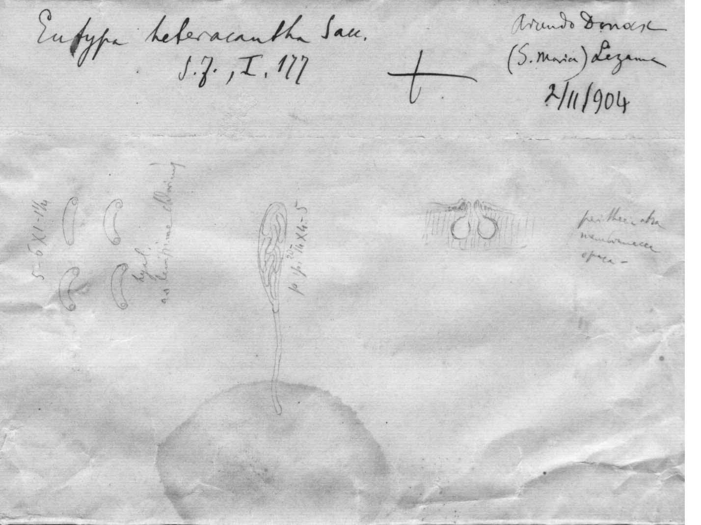 dibujo de Peroneutypa heteracantha forma arundis-donacis Speg.