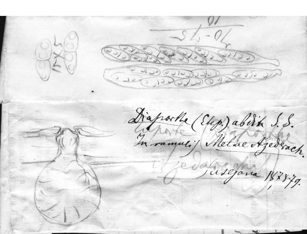 dibujo de Diaporthe abdita Sacc. & Speg.