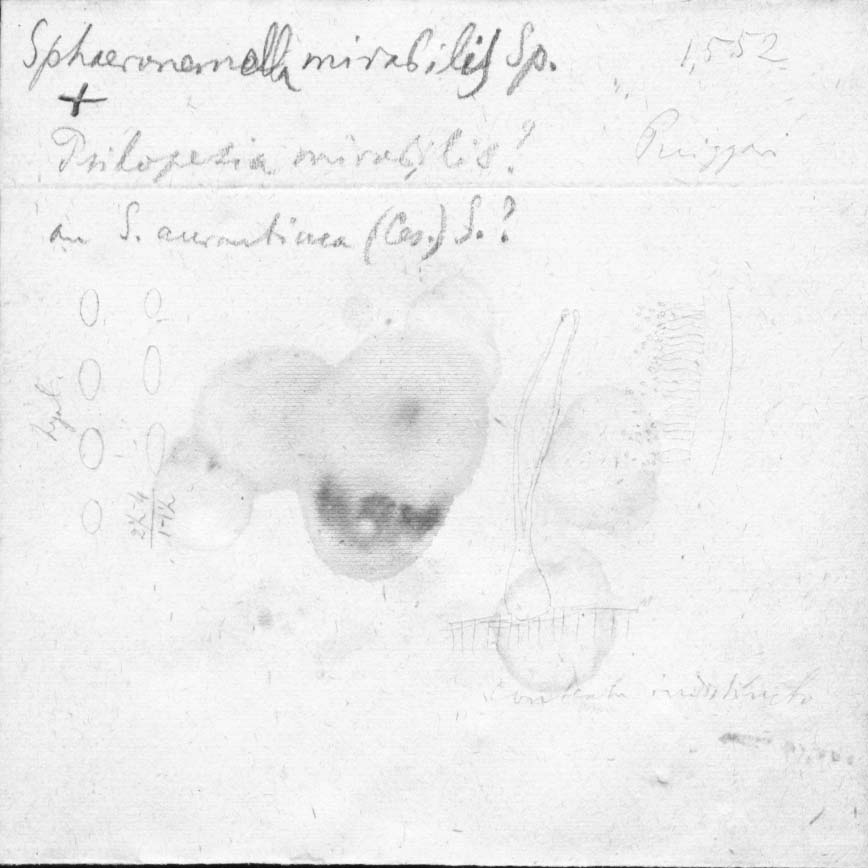 dibujo de Sphaeronaemella mirabilis Speg.