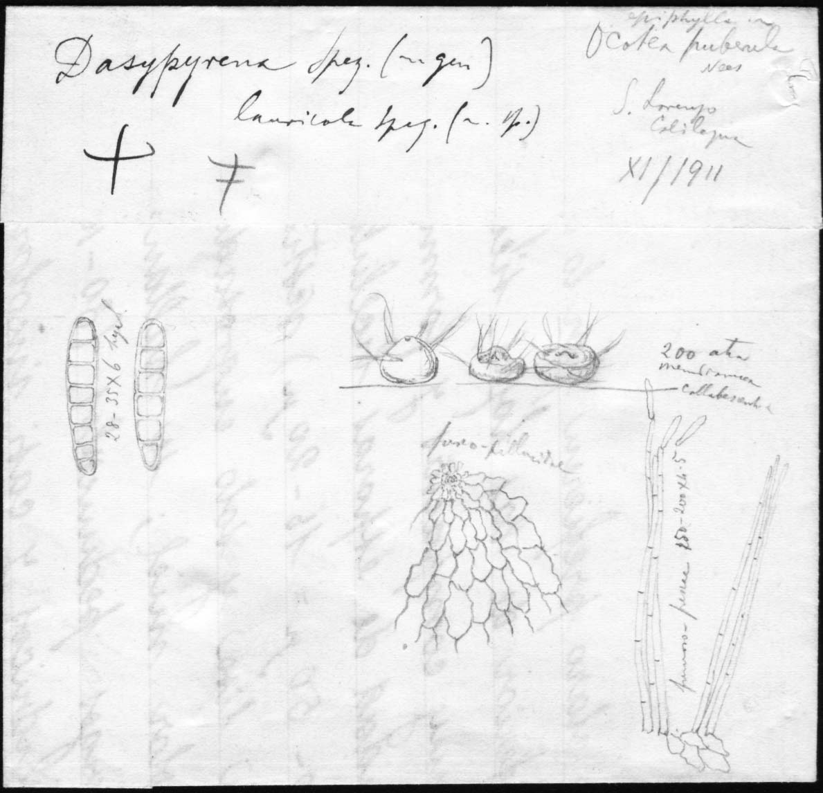 dibujo de Dasypyrena lauricola Speg.