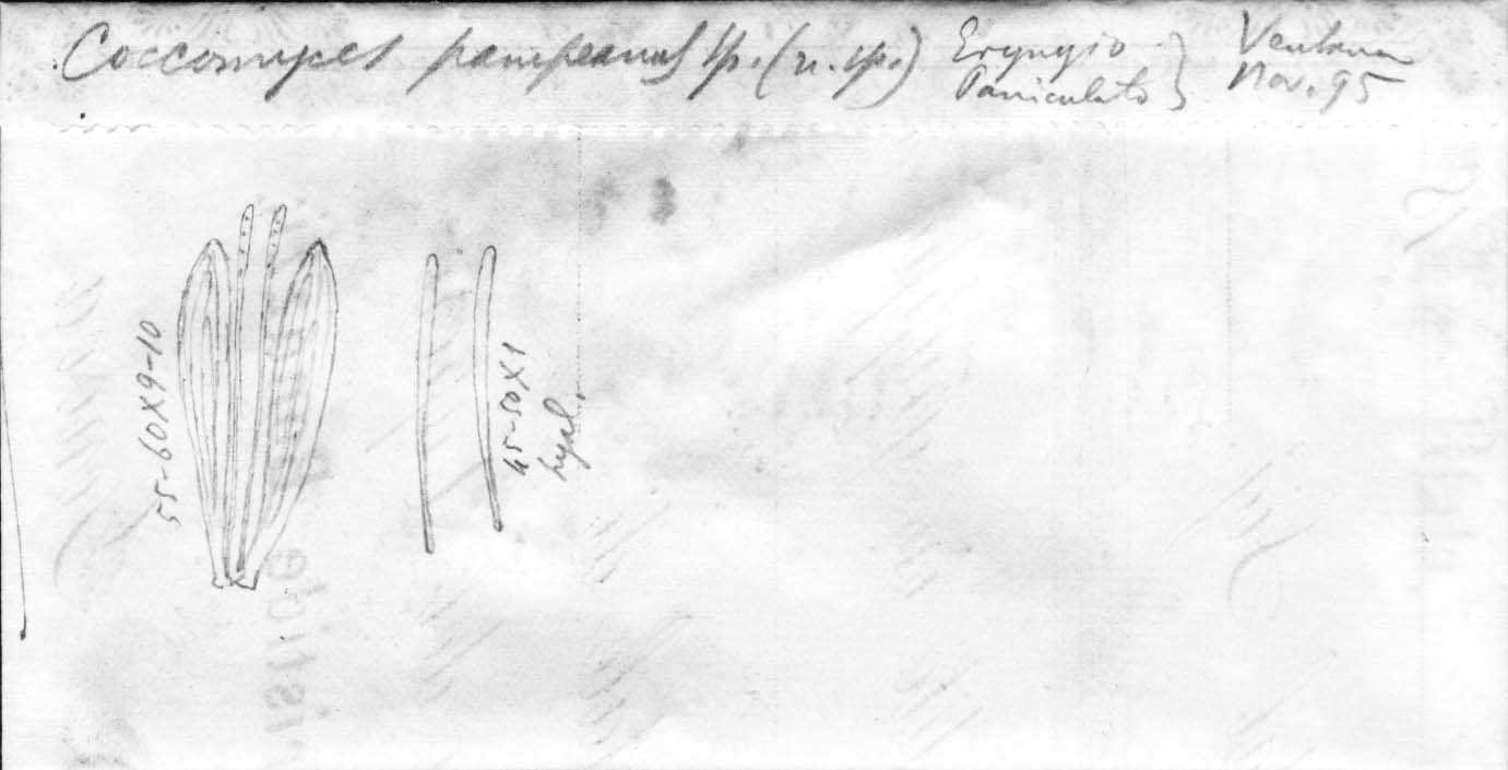 dibujo de Coccomyces pampeanus Speg.
