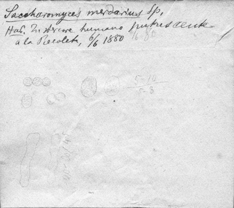 dibujo de Saccharomyces merdarius Speg.