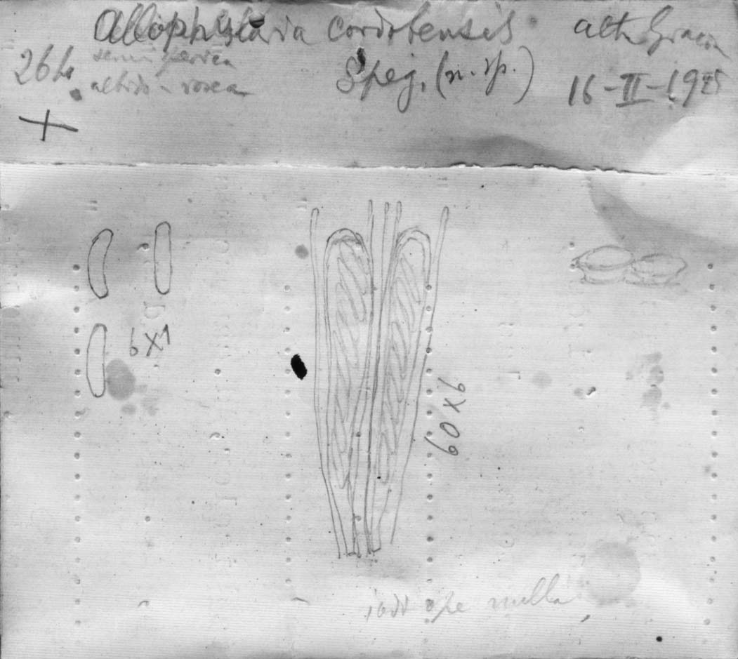 dibujo de Allophylaria cordobensis Speg.