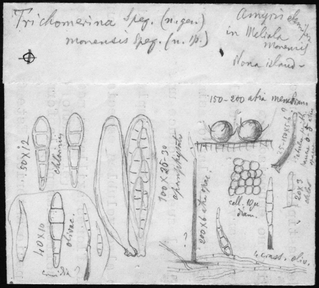 dibujo de Stevensula monensis Speg.