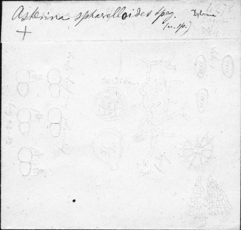 dibujo de Asterina sphaerelloides Speg.