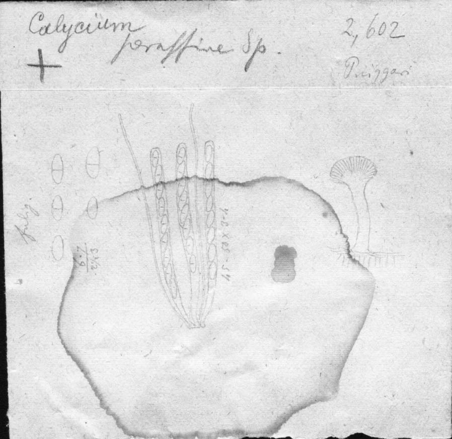 dibujo de Calicium peraffine Speg.