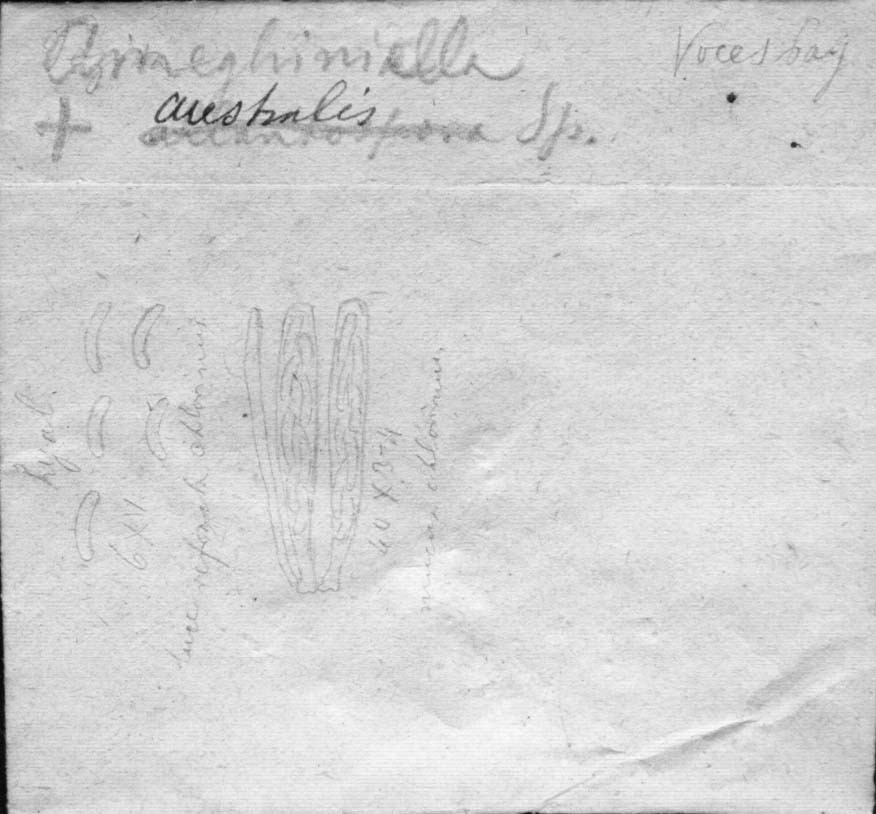 dibujo de Ameghiniella australis Speg.