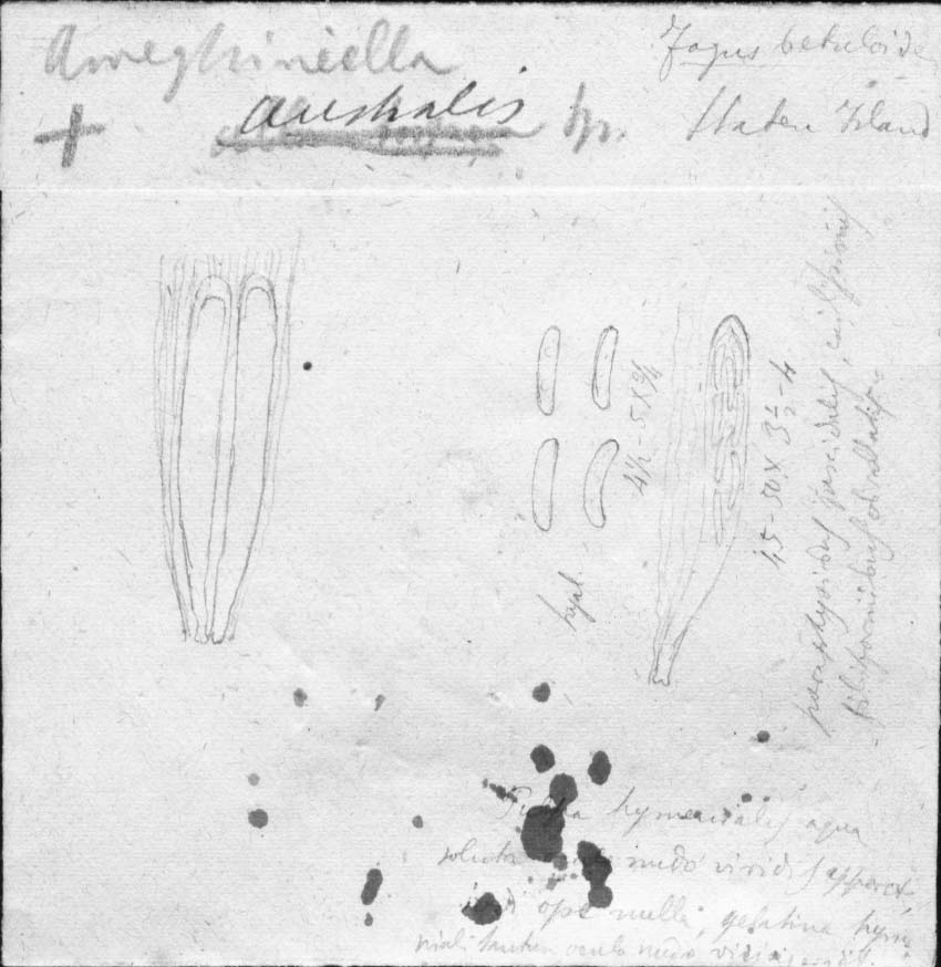 dibujo de Ameghiniella australis Speg.