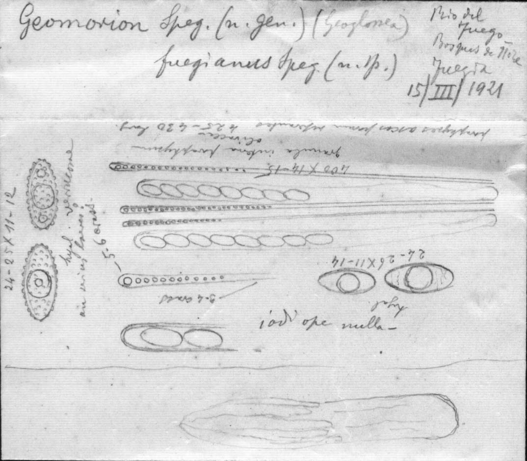 dibujo de Geomorium fuegianum Speg.