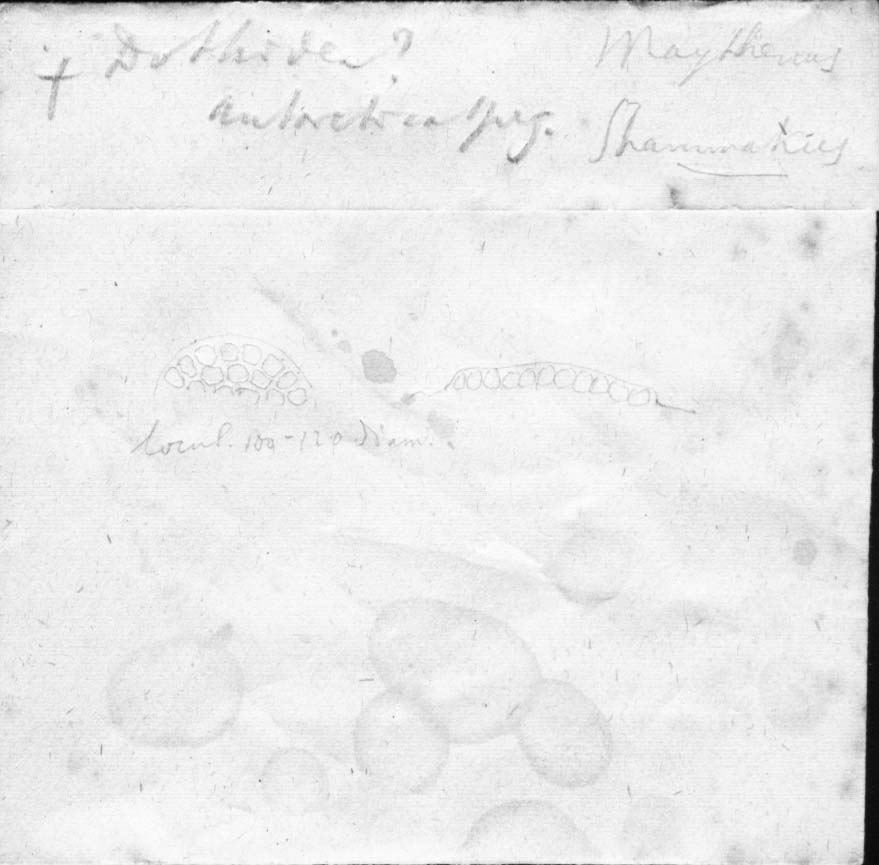 dibujo de Dothidea antarctica Speg.