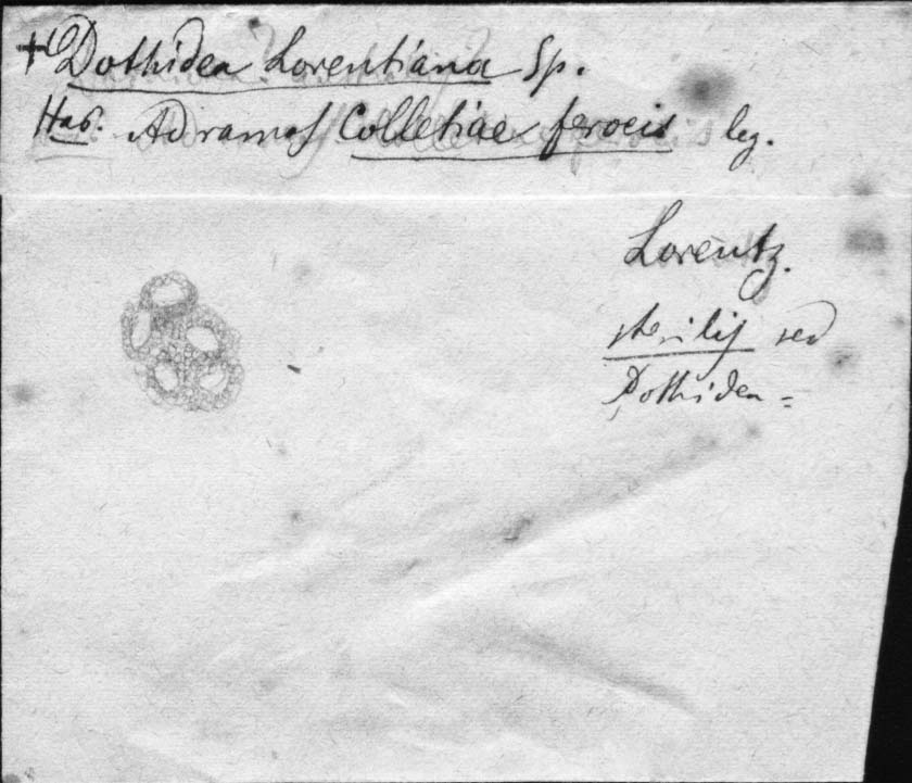 drawing of Dothidella lorentziana Speg.