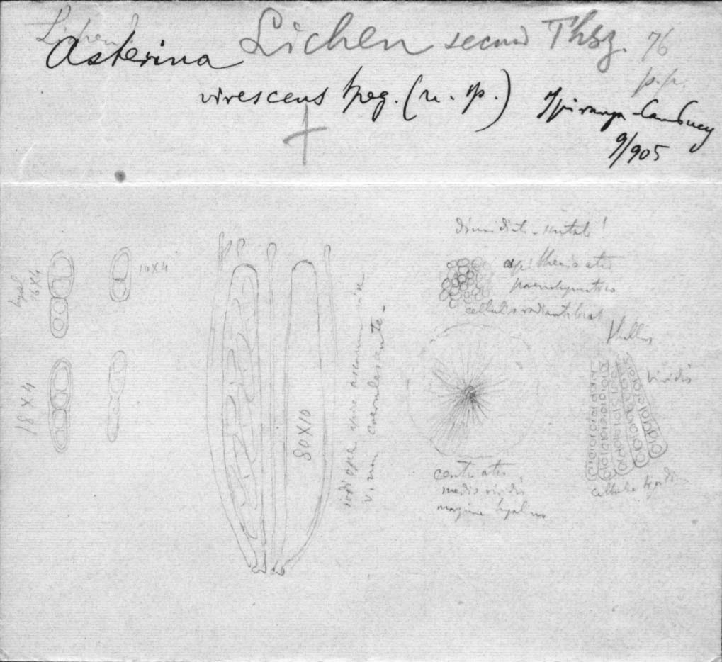 dibujo de Asterina virescens Speg.
