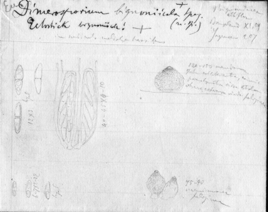 dibujo de Dimerosporium bignoniicola Speg.