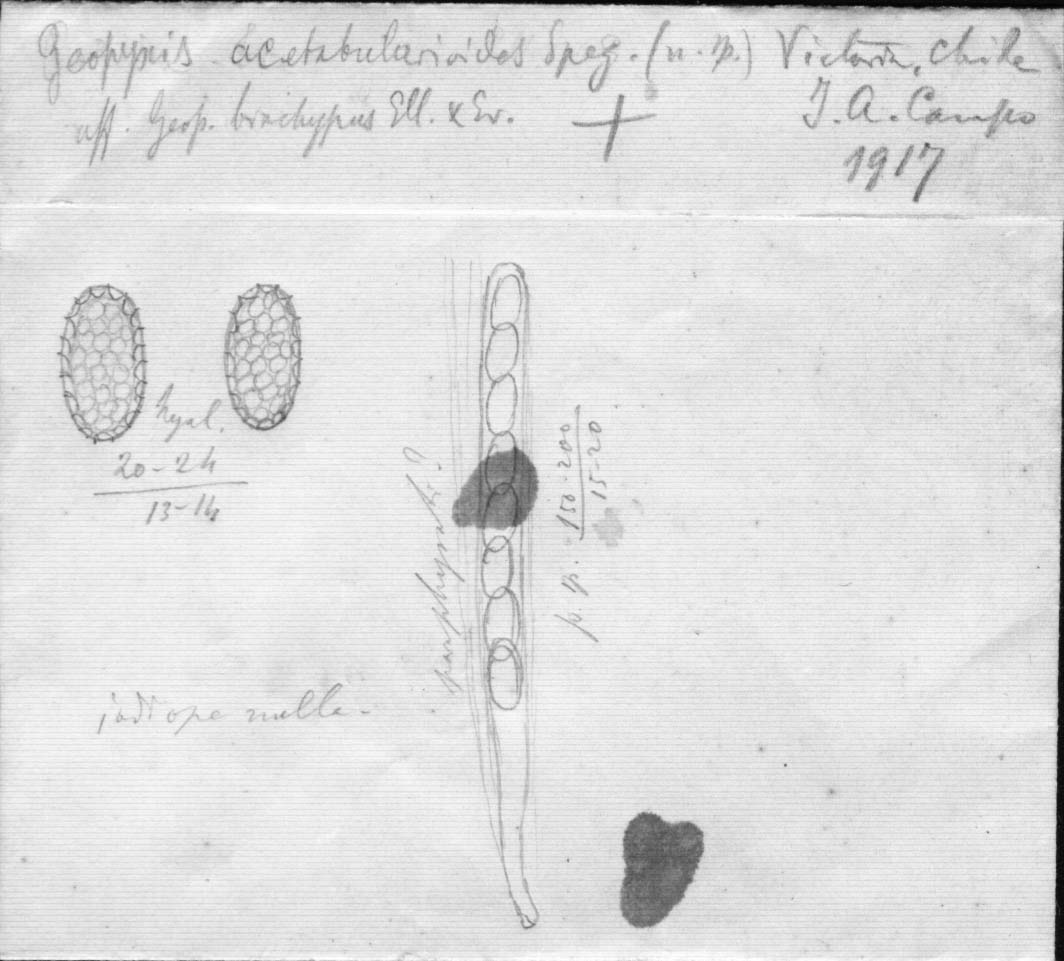 dibujo de Geopyxis acetabularioides Speg.