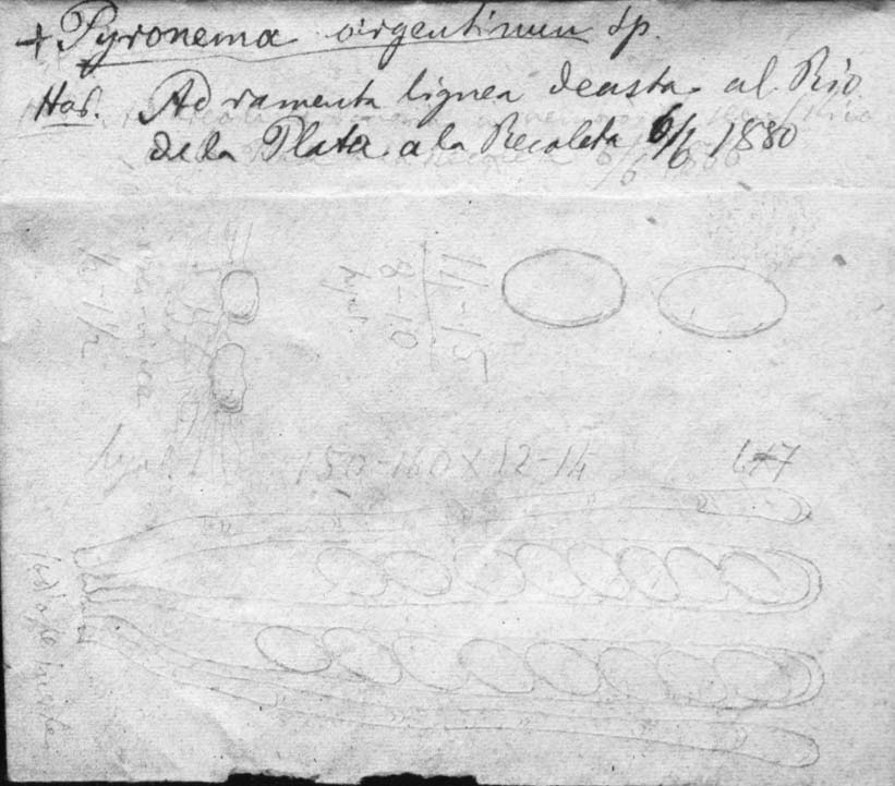 dibujo de Pyronema argentinum Speg.