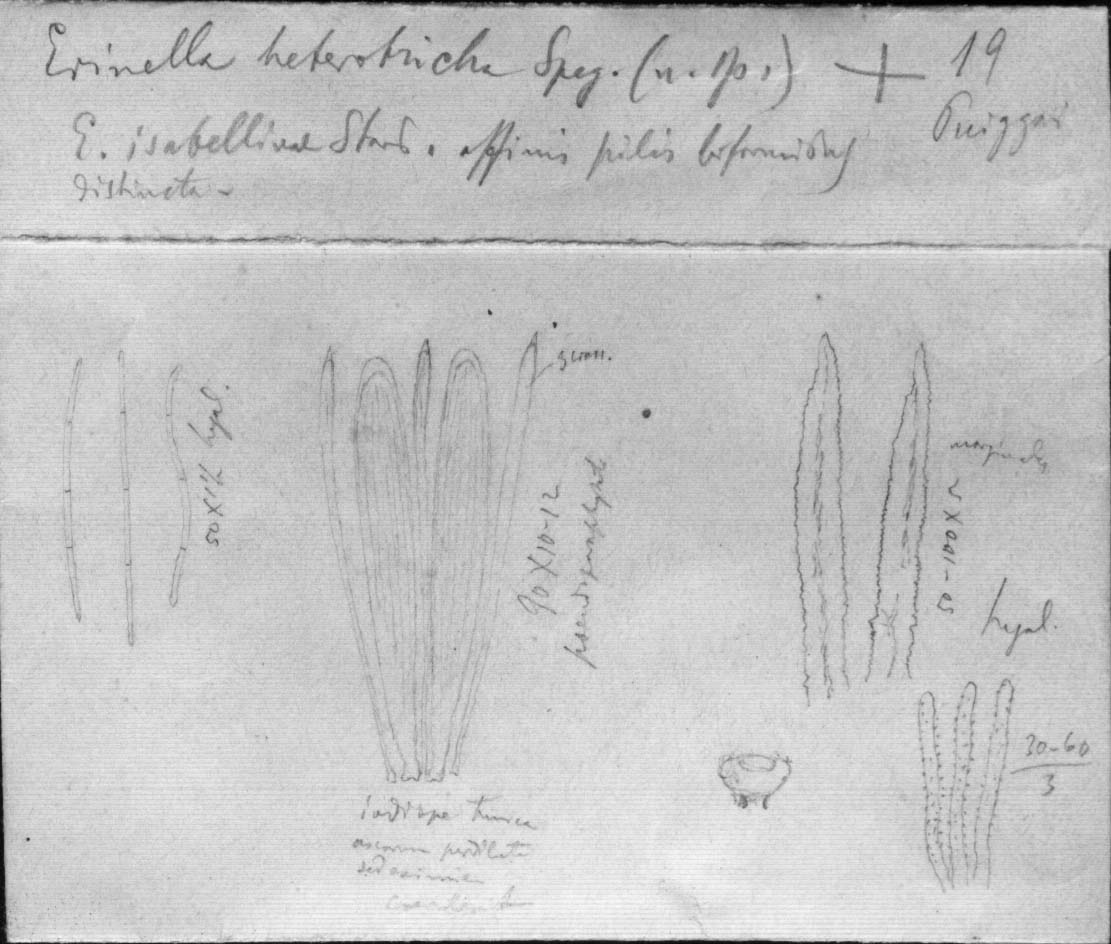 dibujo de Erinella heterotricha Speg.