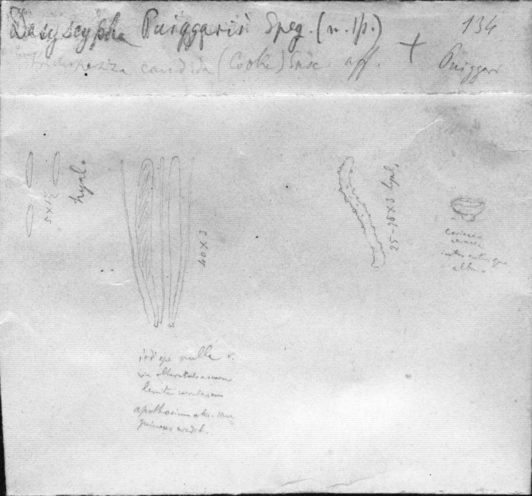 dibujo de Dasyscypha puiggarii Speg.