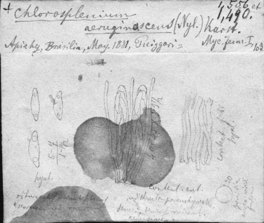 dibujo de Chlorosplenium puiggarii Speg.