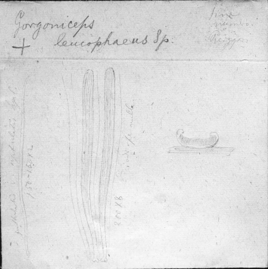 dibujo de Gorgoniceps leucophaeus Speg.