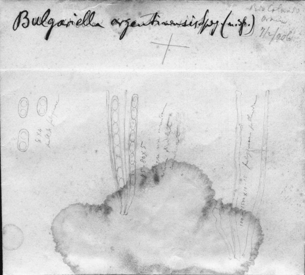 dibujo de Bulgariella argentinensis Speg.