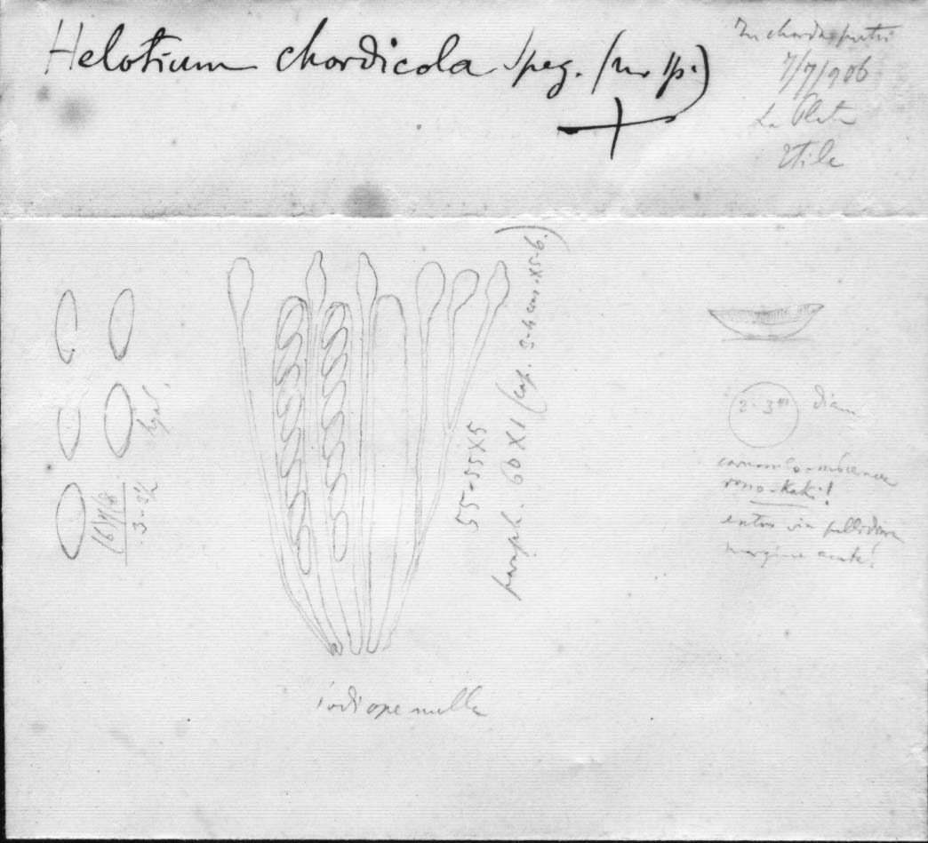 dibujo de Helotium chordicola Speg.