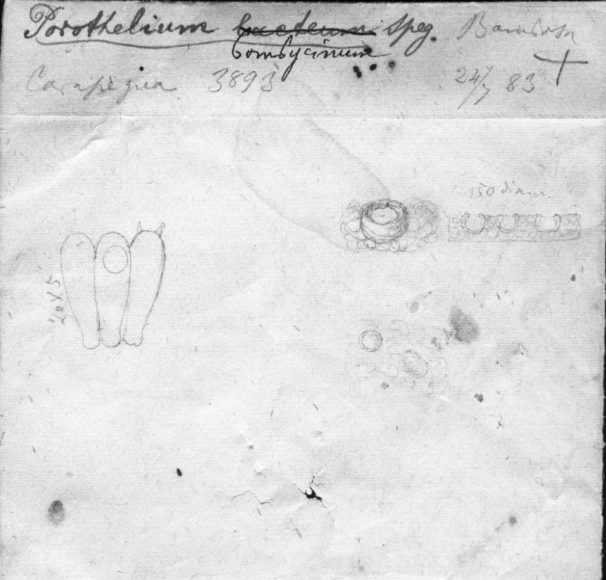 dibujo de Porothelium bombycinum Speg.