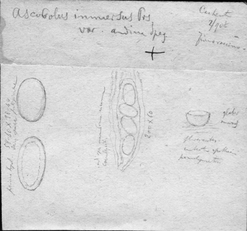 dibujo de Ascobolus immersus var. andinus Speg.