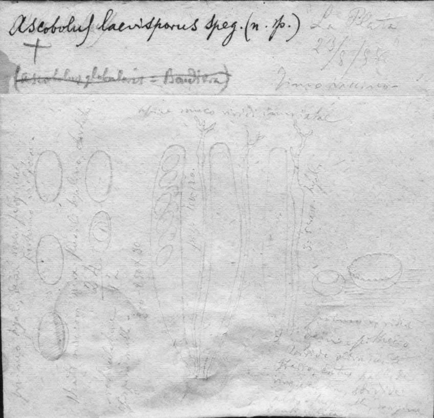 dibujo de Ascobolus laevisporus Speg.