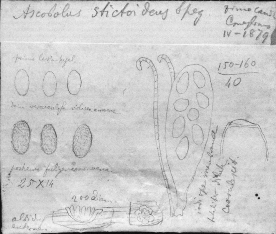 dibujo de Ascobolus stictoideus Speg.