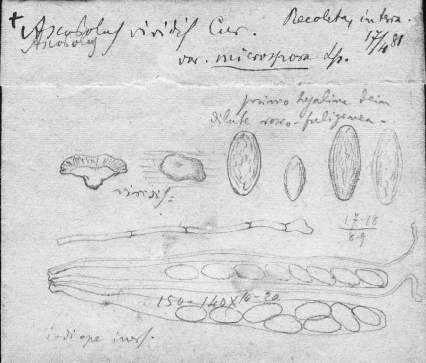 dibujo de Ascobolus viridis var. microspermus Speg.