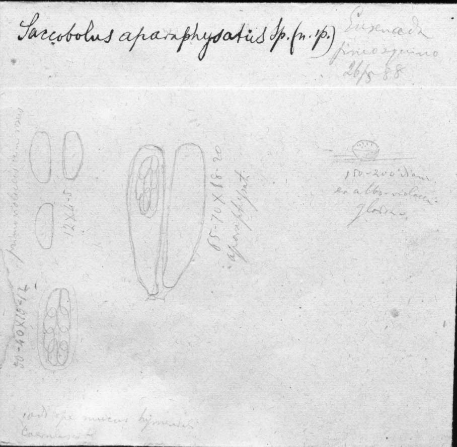 dibujo de Saccobolus aparaphysatus Speg.